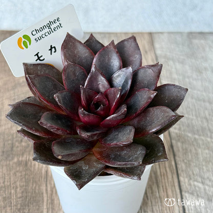 페로몬 (챔피언 모종)