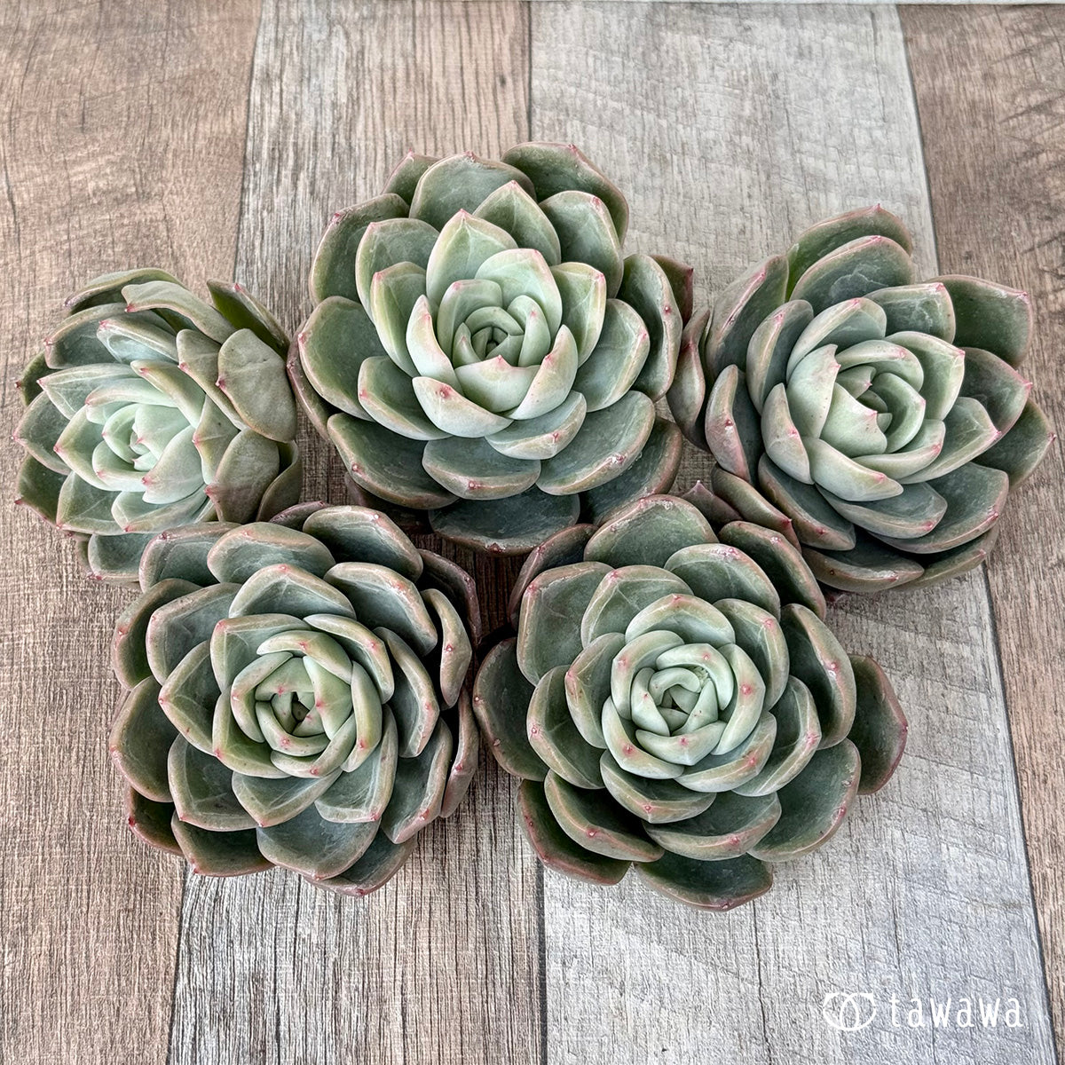 ＊新入荷＊　ゴールドウィング（チャンヒー農園苗）