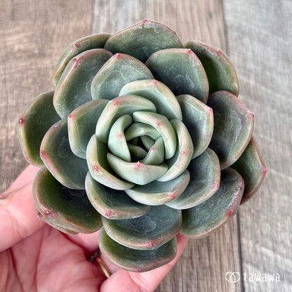 ＊新入荷＊　ゴールドウィング（チャンヒー農園苗）