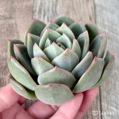 ＊新入荷＊　ゴールドウィング（チャンヒー農園苗）