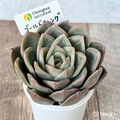 ＊新入荷＊　ゴールドウィング（チャンヒー農園苗）