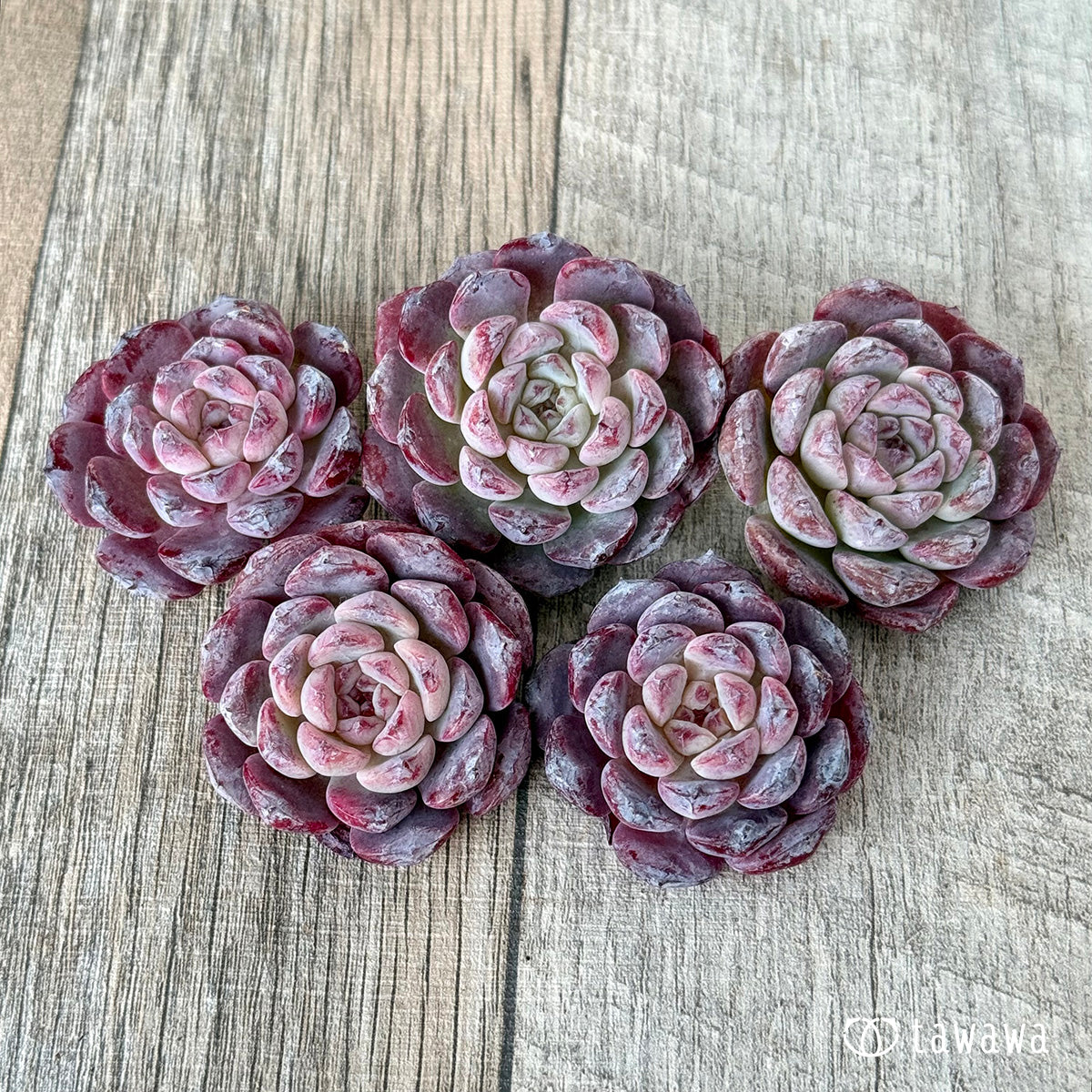 ＊新入荷＊　ミシュラン【小】（チャンヒー農園苗）