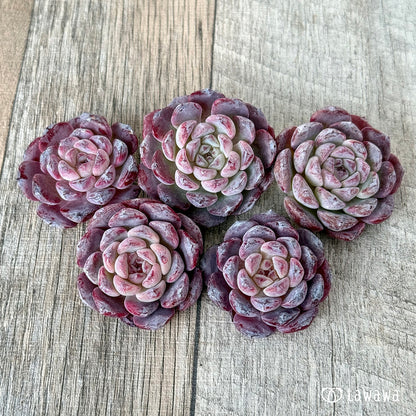 ＊新入荷＊　ミシュラン【小】（チャンヒー農園苗）