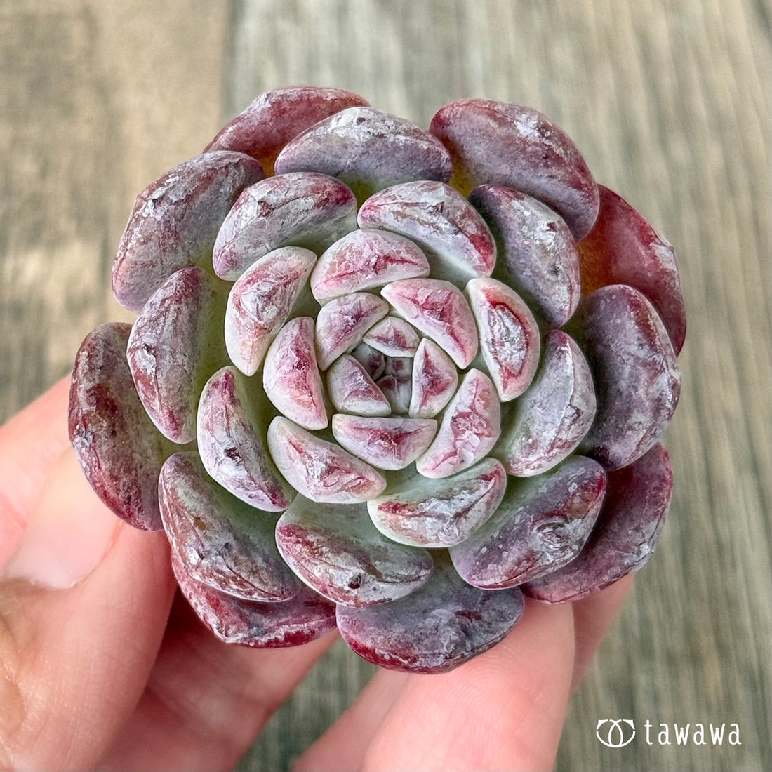 New Arrivals: Ice Green