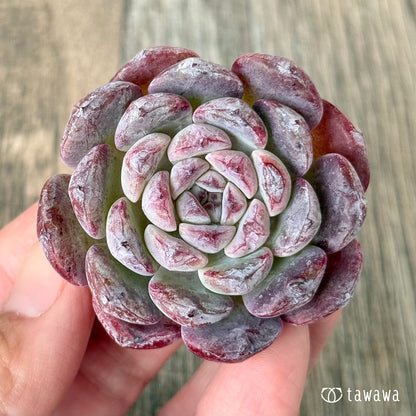 ＊新入荷＊　ミシュラン【小】（チャンヒー農園苗）