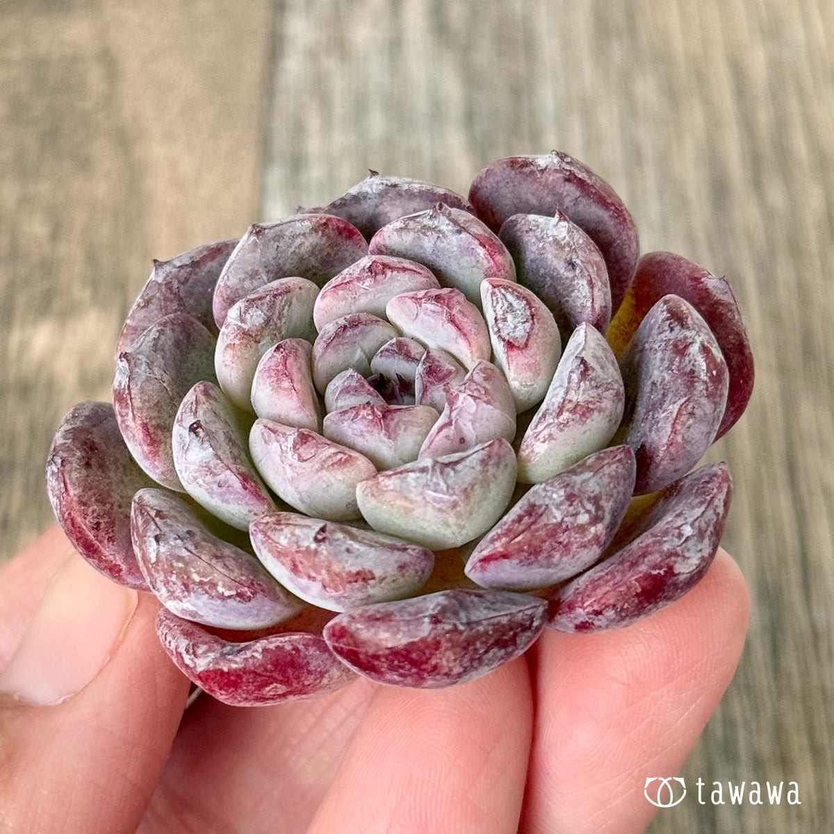 ＊新入荷＊　ミシュラン【小】（チャンヒー農園苗）