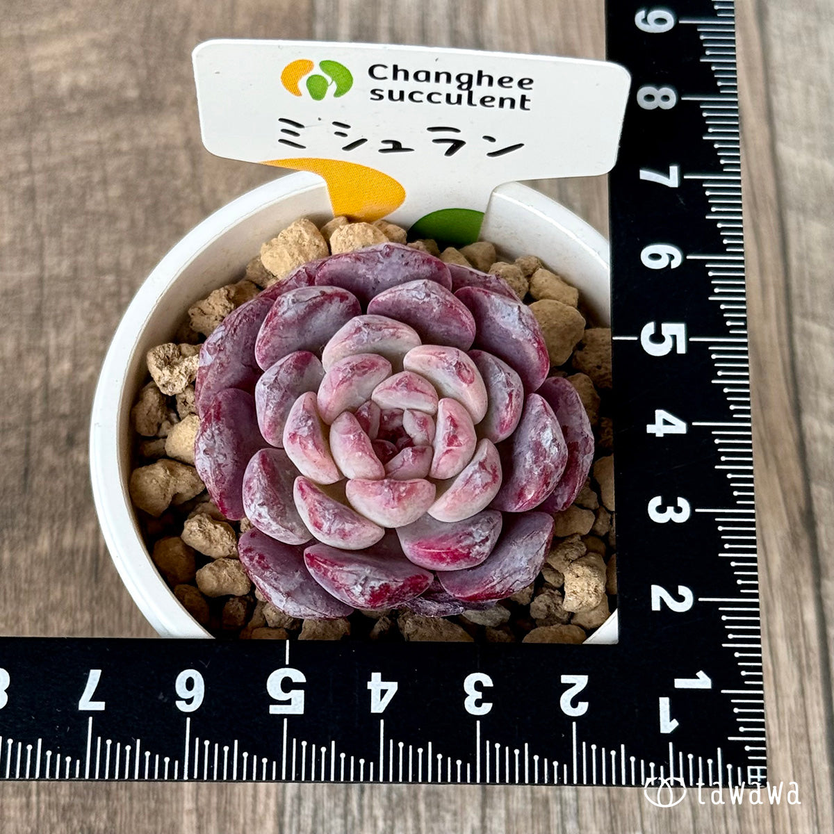 ＊新入荷＊　ミシュラン【小】（チャンヒー農園苗）