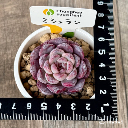 ＊新入荷＊　ミシュラン【小】（チャンヒー農園苗）