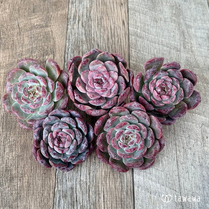 ＊新入荷＊　ロトゥンダ（チャンヒー農園苗）