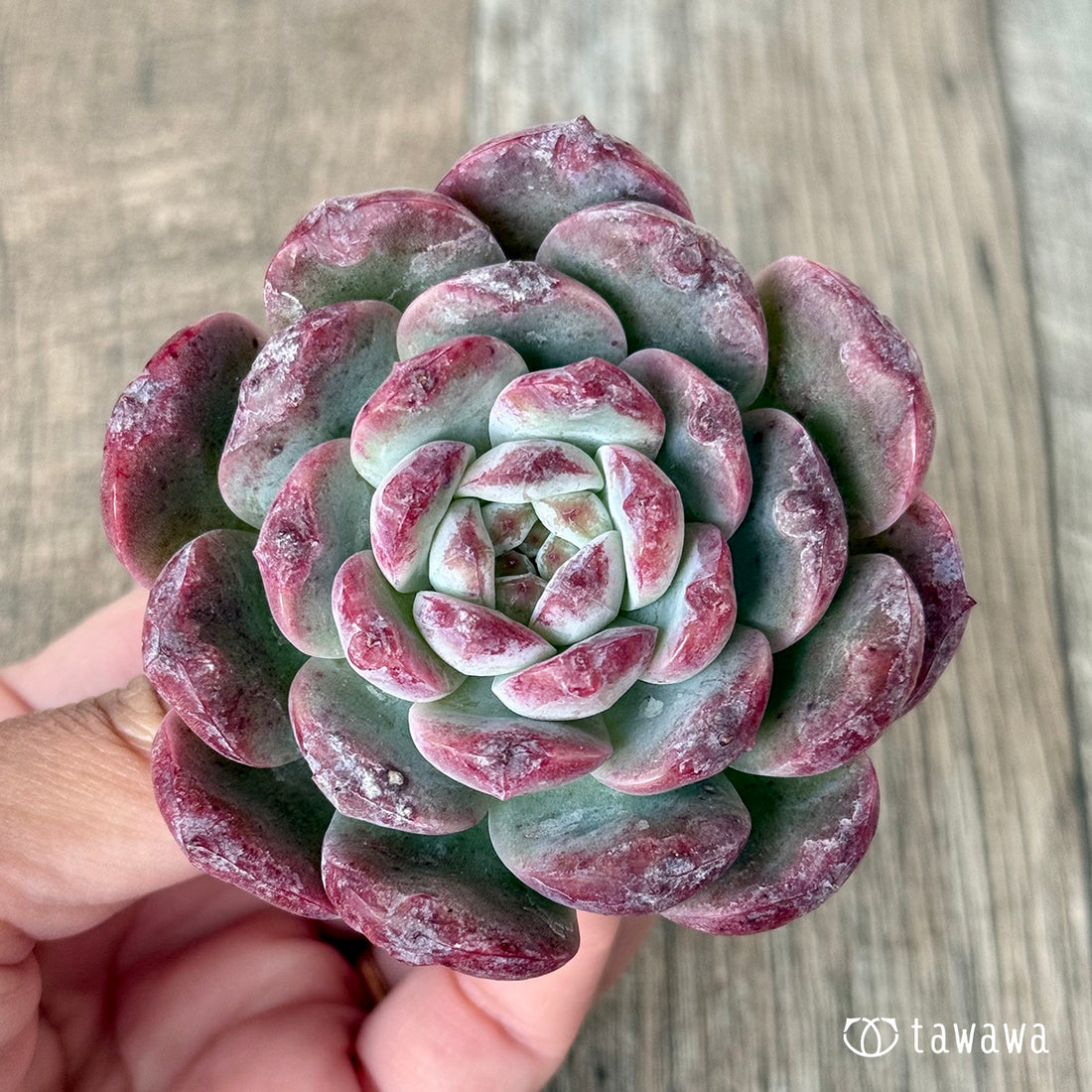 ＊新入荷＊　ロトゥンダ（チャンヒー農園苗）