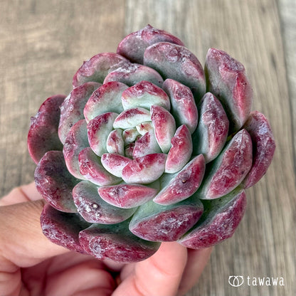 ＊新入荷＊　ロトゥンダ（チャンヒー農園苗）