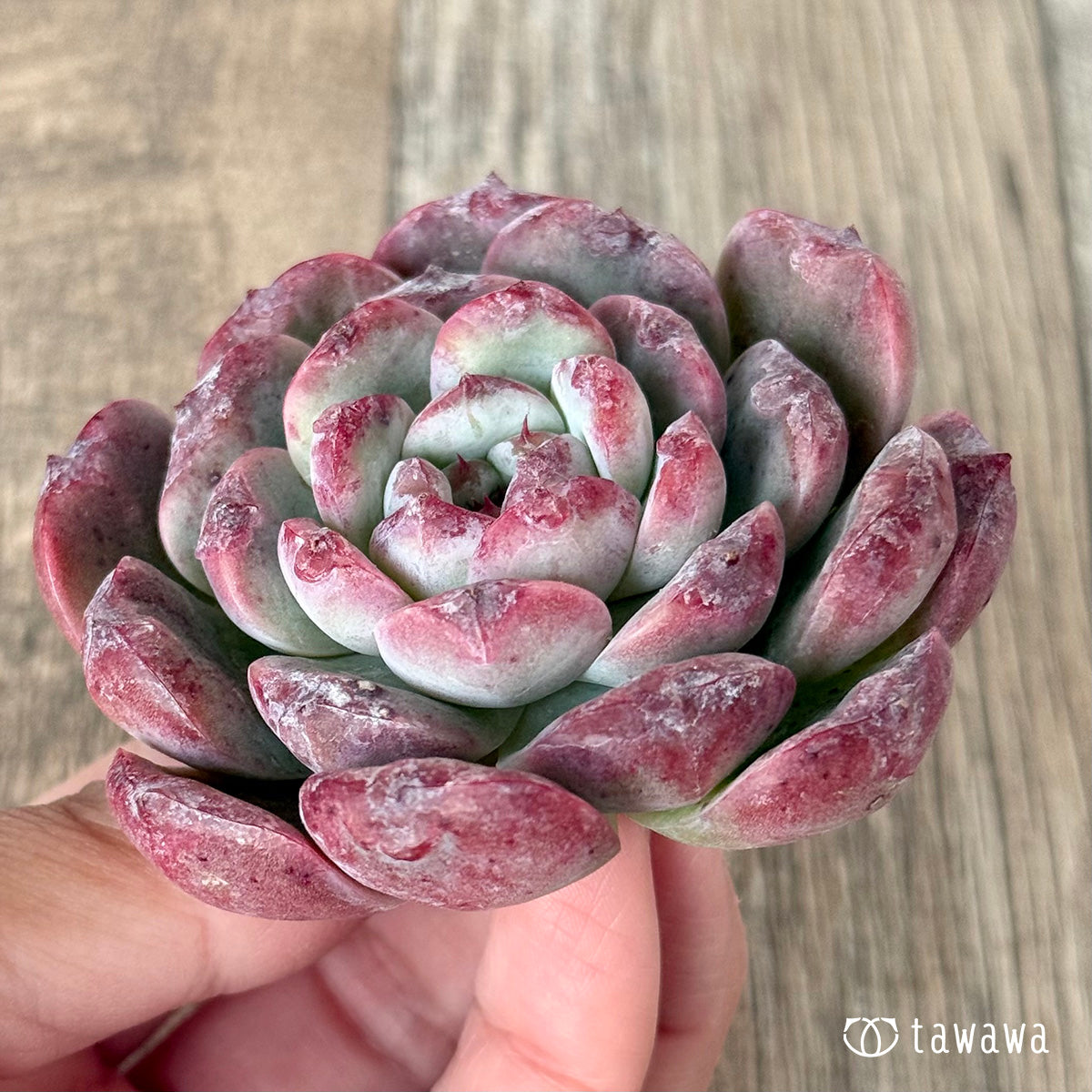 ＊新入荷＊　ロトゥンダ（チャンヒー農園苗）