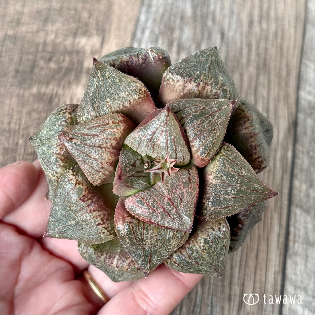 New Arrivals: Ice Green