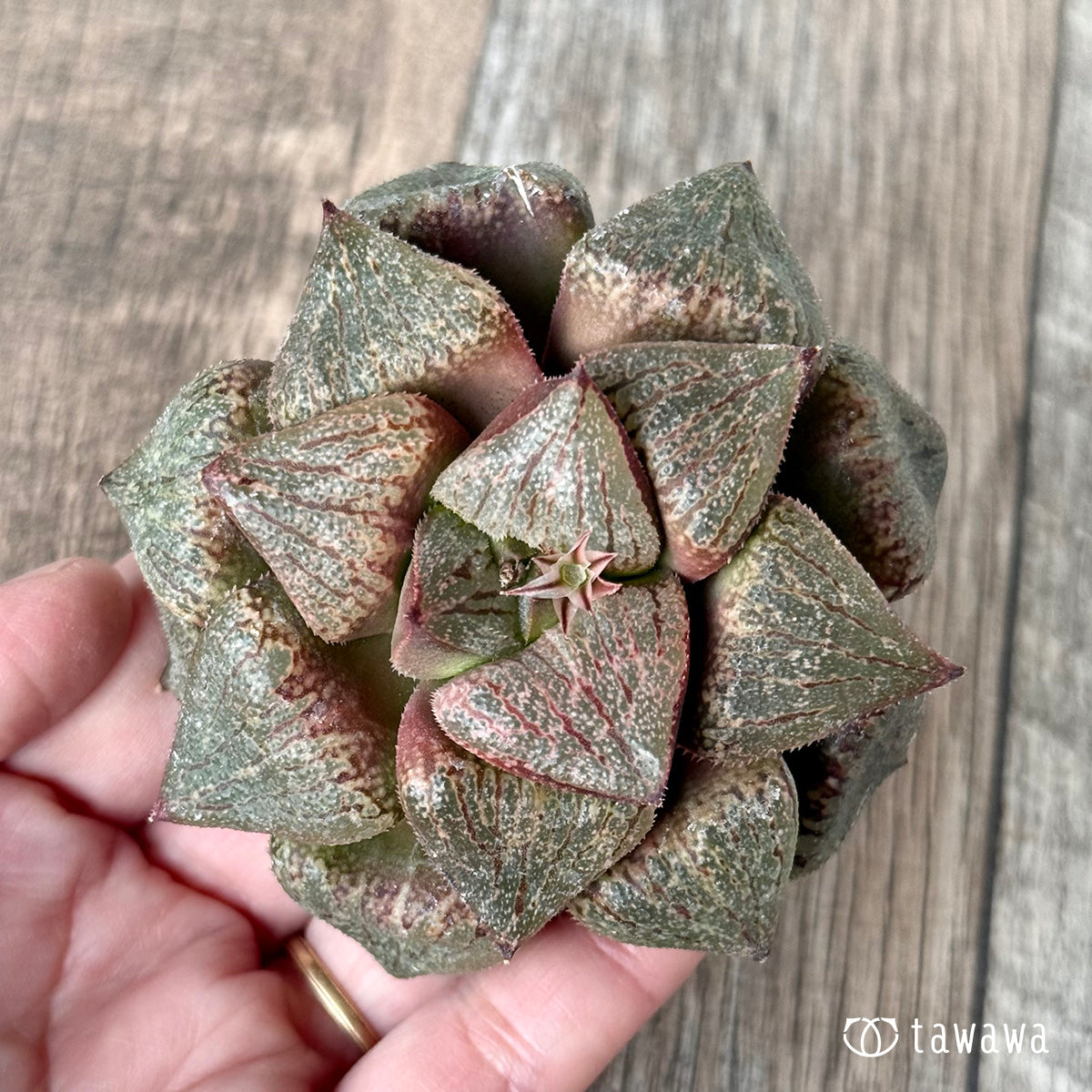 New Arrivals: Ice Green