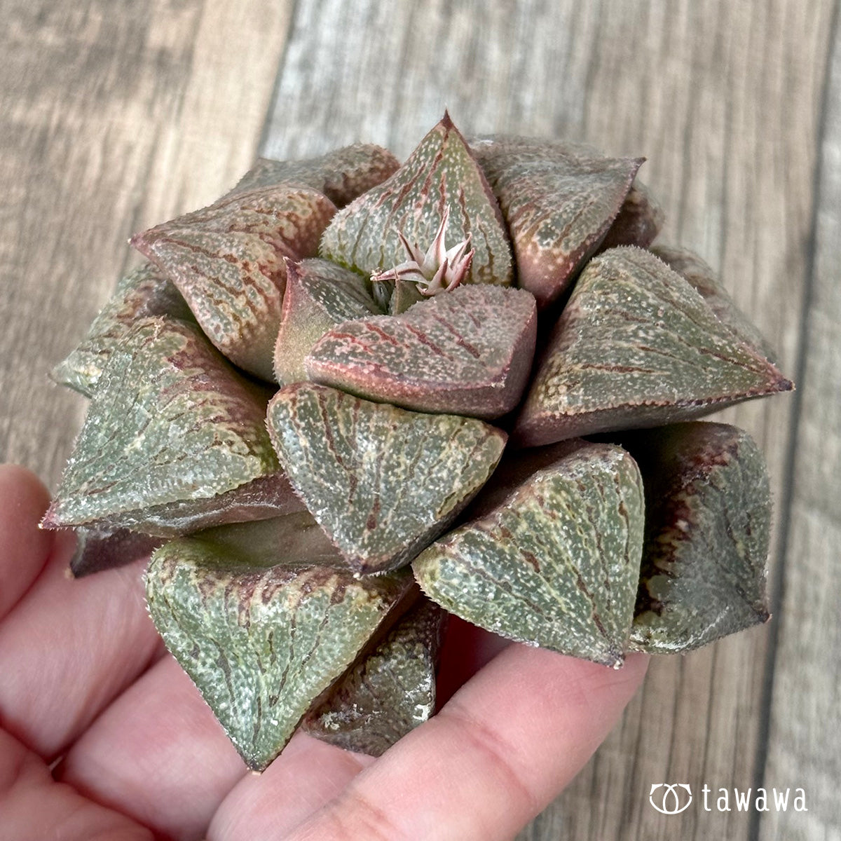 New Arrivals: Ice Green