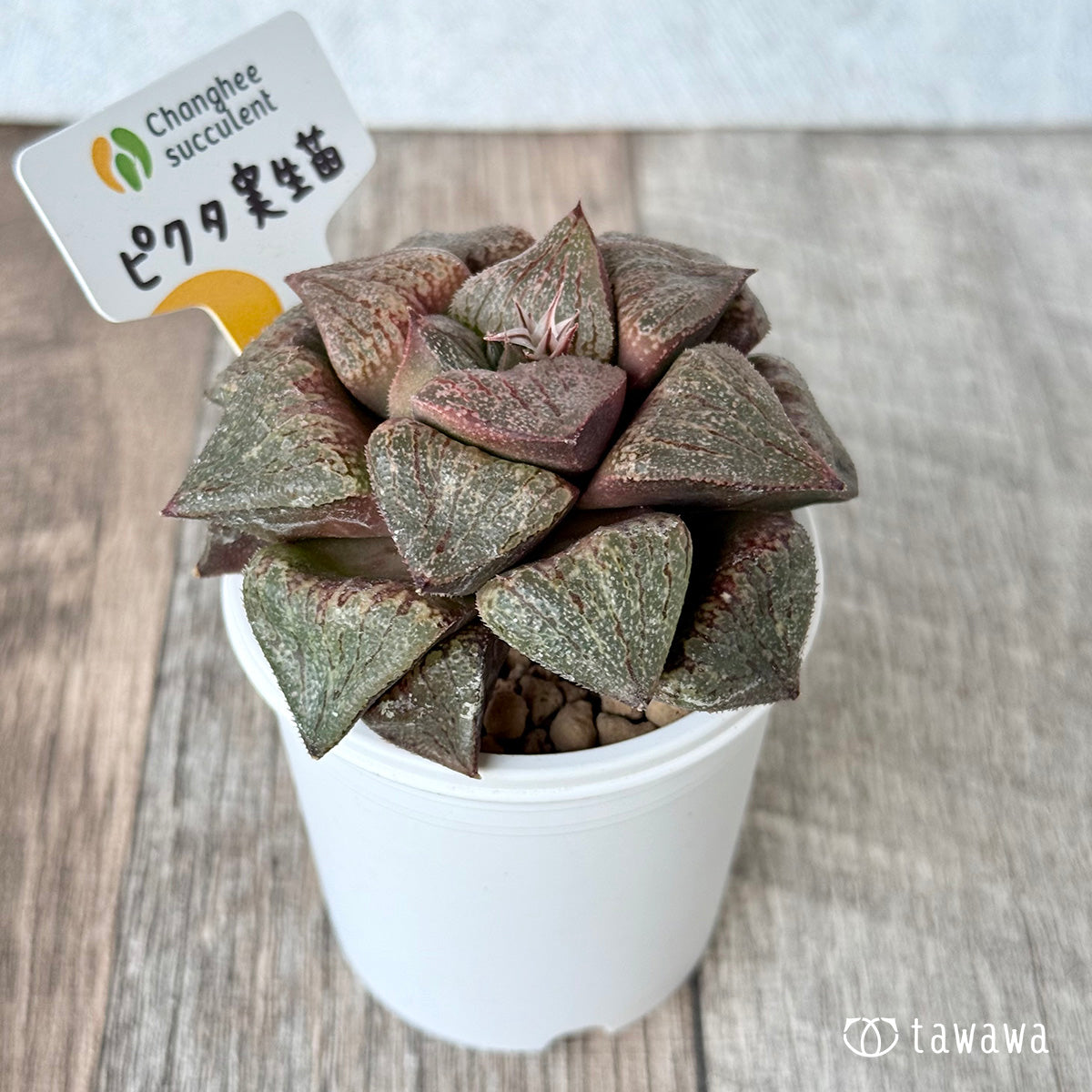 New Arrivals: Ice Green