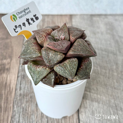 New Arrivals: Ice Green