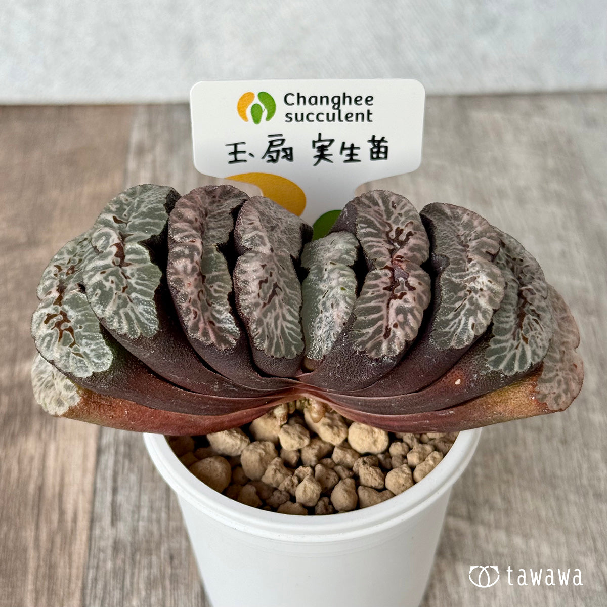 玉扇　実生苗（チャンヒー農園苗）