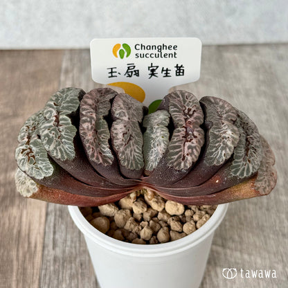 New Arrivals: Ice Green