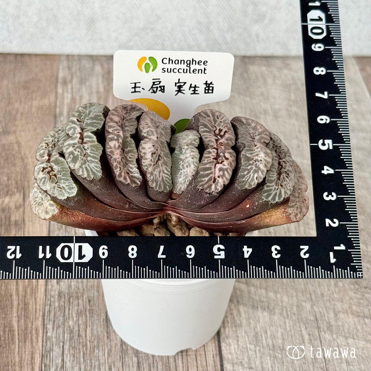 玉扇　実生苗（チャンヒー農園苗）