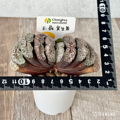 New Arrivals: Ice Green