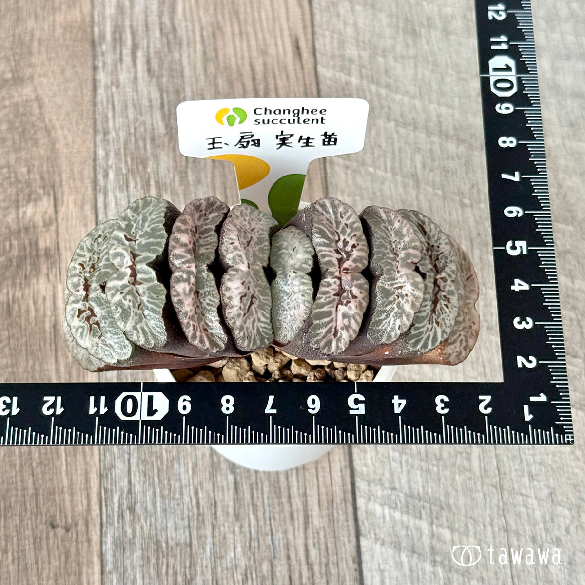 玉扇　実生苗（チャンヒー農園苗）