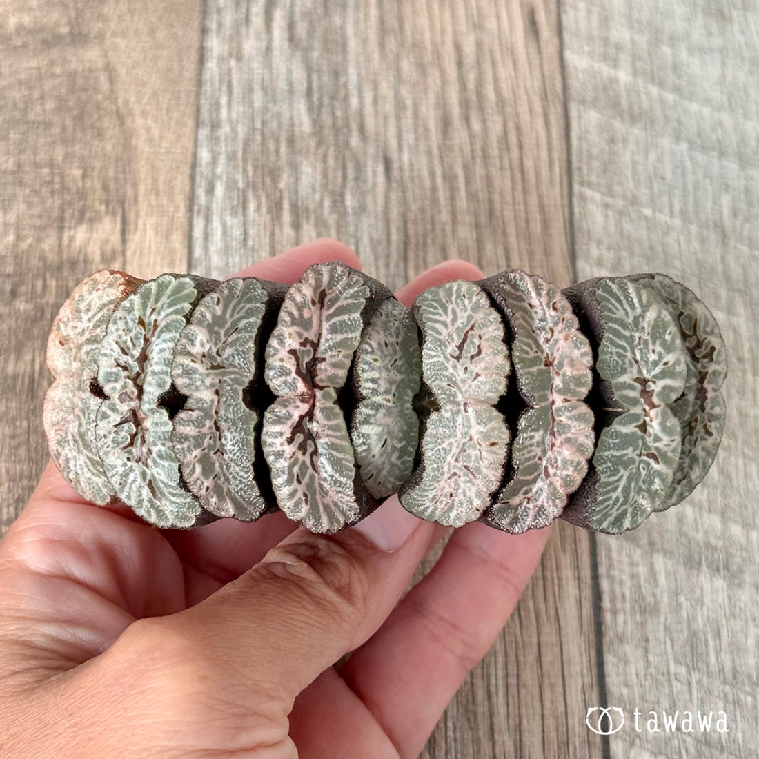 New Arrivals: Ice Green