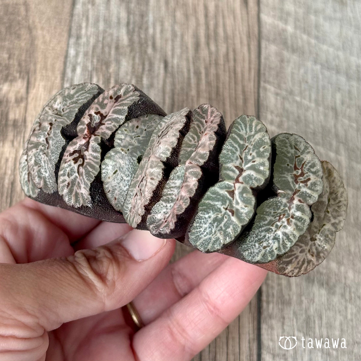 New Arrivals: Ice Green