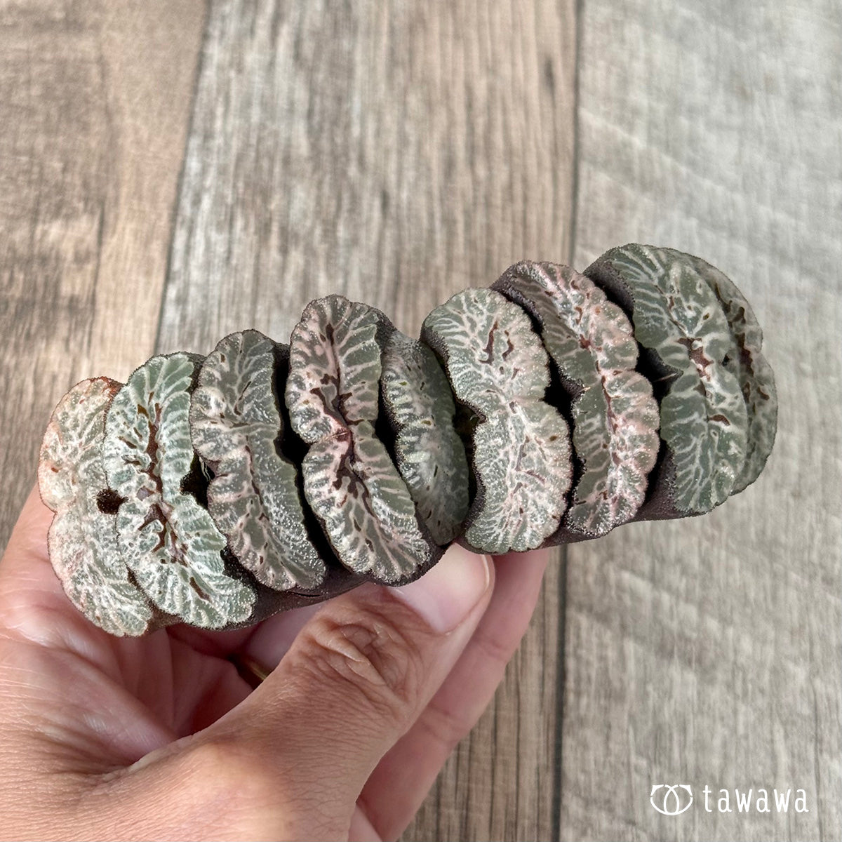 New Arrivals: Ice Green