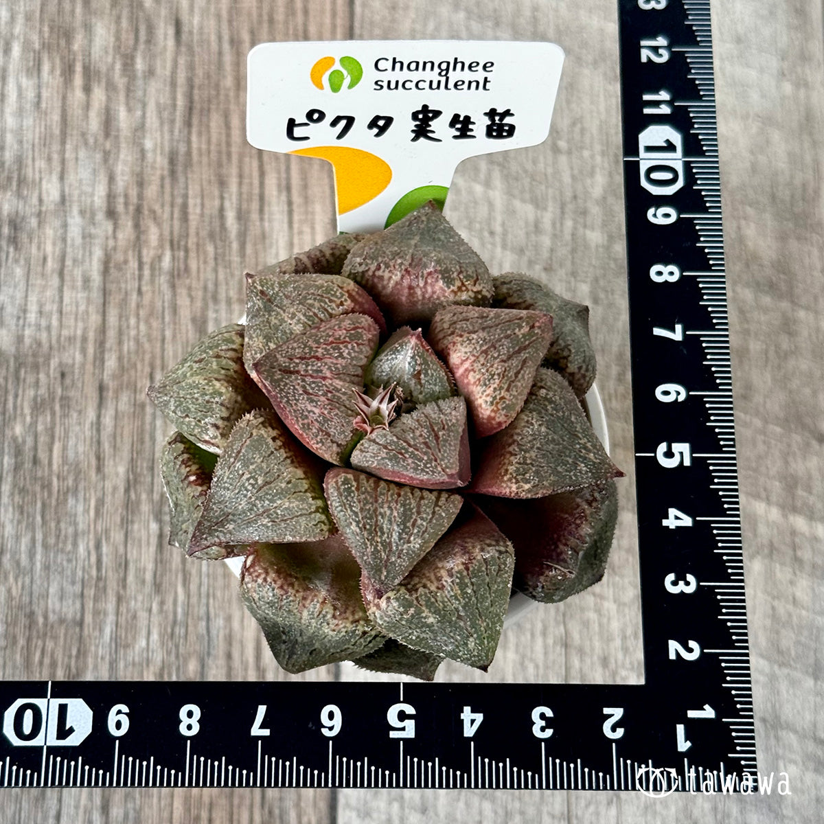 New Arrivals: Ice Green