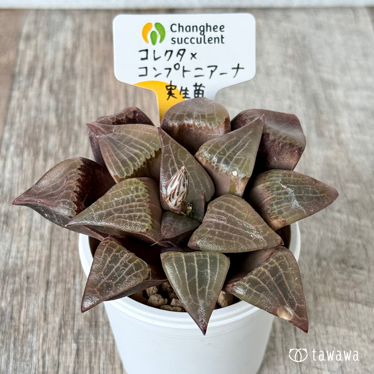 ＊新入荷＊　コレクタ×コンプトニアーナ　実生苗①（チャンヒー農園苗）