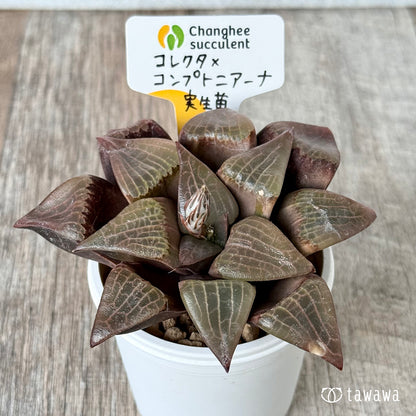 ＊新入荷＊　コレクタ×コンプトニアーナ　実生苗①（チャンヒー農園苗）