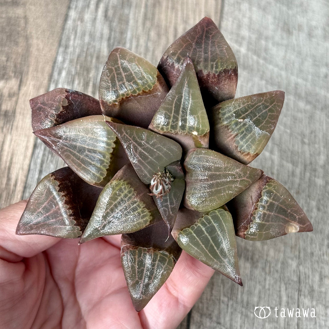 New Arrivals: Ice Green