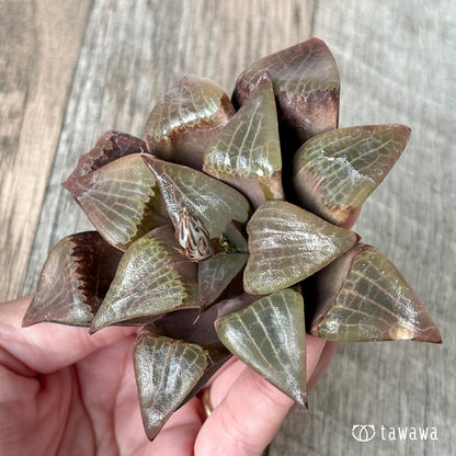 ＊新入荷＊　コレクタ×コンプトニアーナ　実生苗①（チャンヒー農園苗）