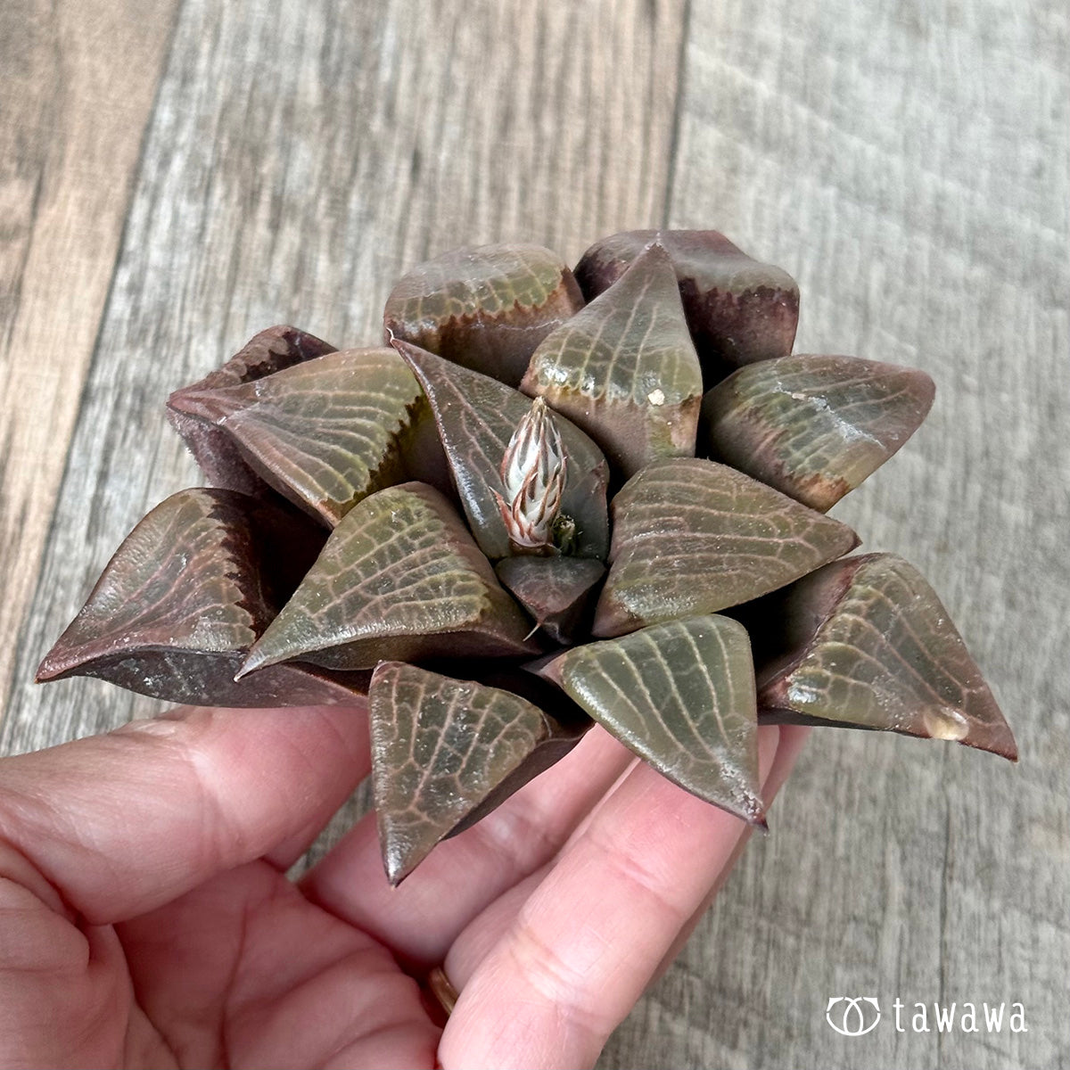 ＊新入荷＊　コレクタ×コンプトニアーナ　実生苗①（チャンヒー農園苗）