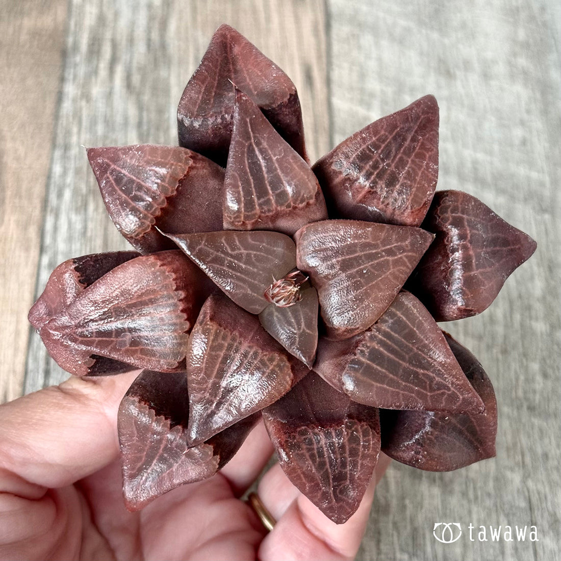 New Arrivals: Ice Green