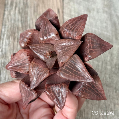 New Arrivals: Ice Green