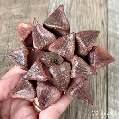 ＊新入荷＊　コレクタ×コンプトニアーナ　実生苗③（チャンヒー農園苗）