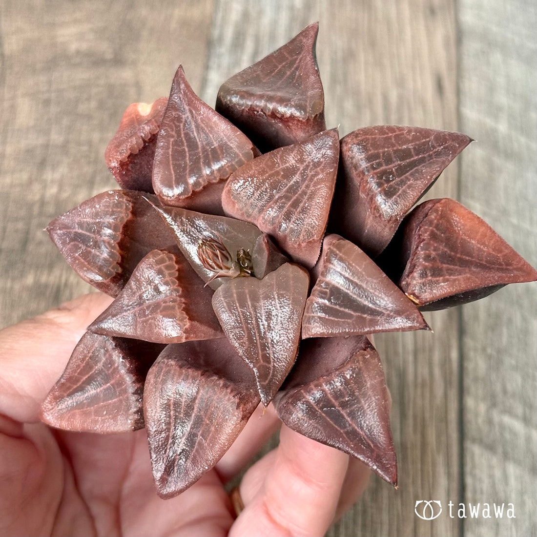 ＊新入荷＊　コレクタ×コンプトニアーナ　実生苗③（チャンヒー農園苗）