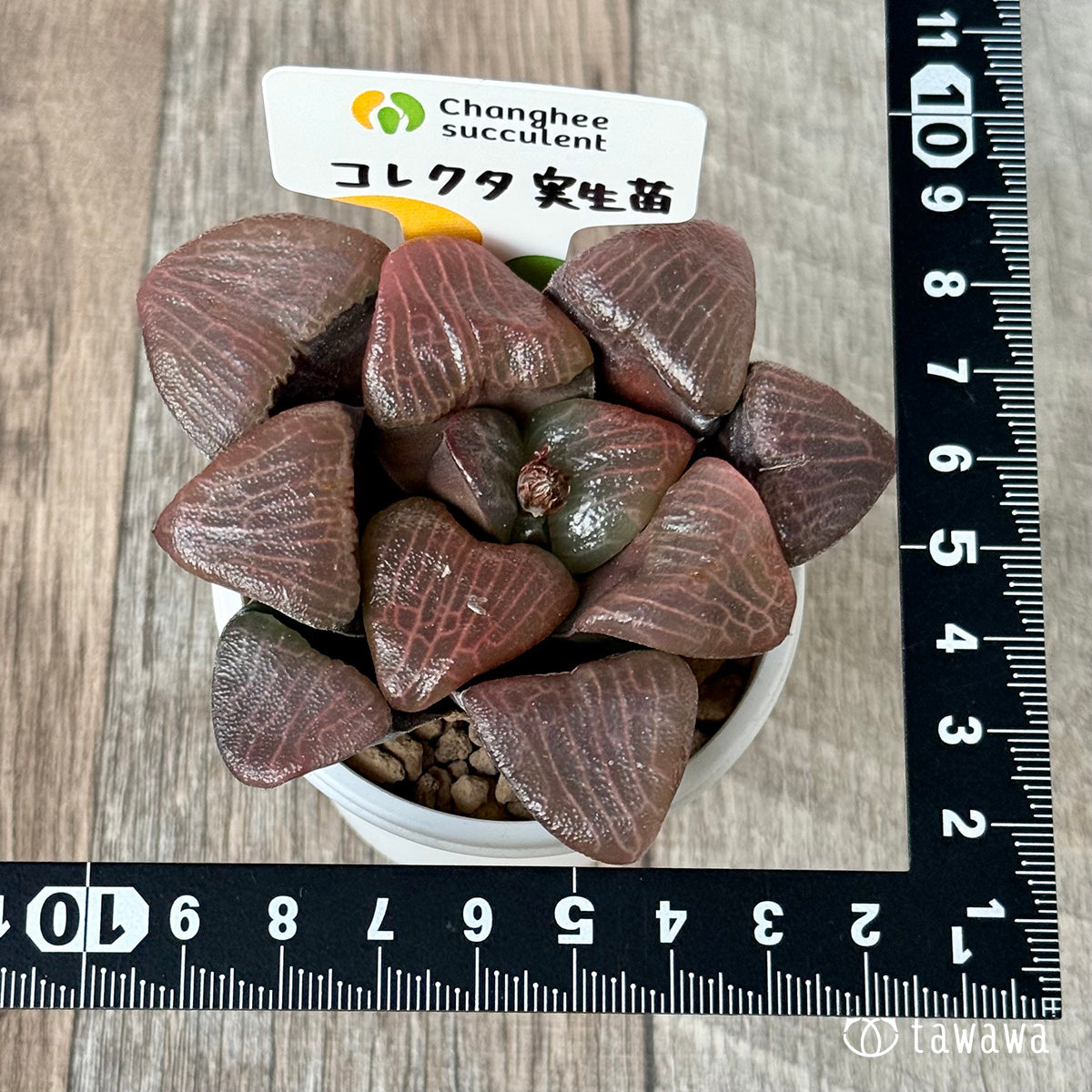 ＊新入荷＊　コレクタ　実生苗①（チャンヒー農園苗）