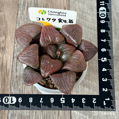 ＊新入荷＊　コレクタ　実生苗①（チャンヒー農園苗）