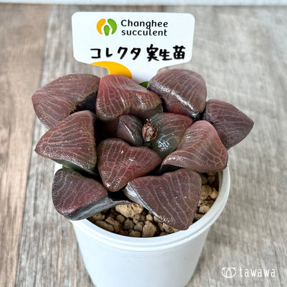 ＊新入荷＊　コレクタ　実生苗①（チャンヒー農園苗）