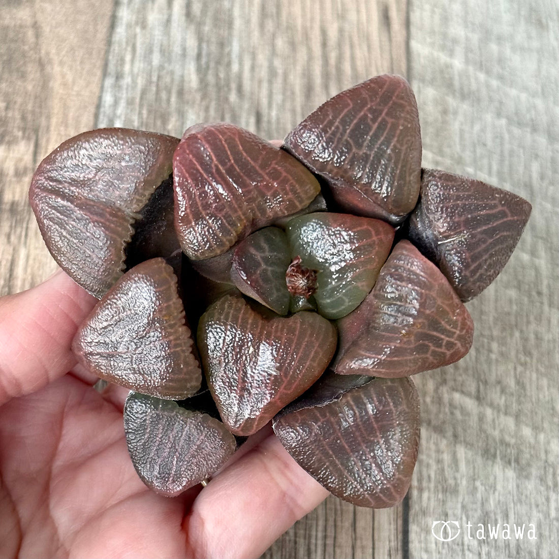 New Arrivals: Ice Green