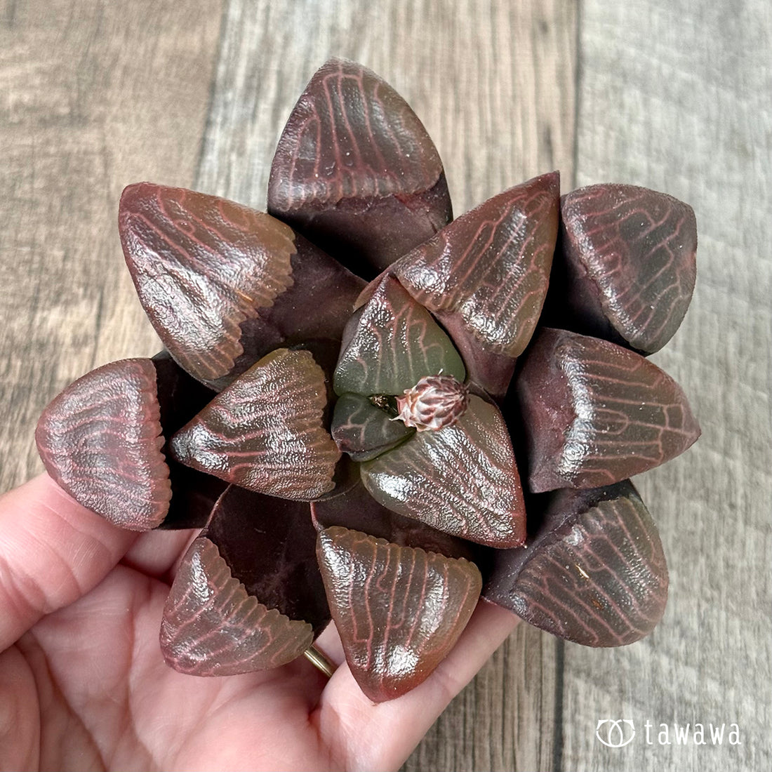 ＊新入荷＊　コレクタ　実生苗②（チャンヒー農園苗）