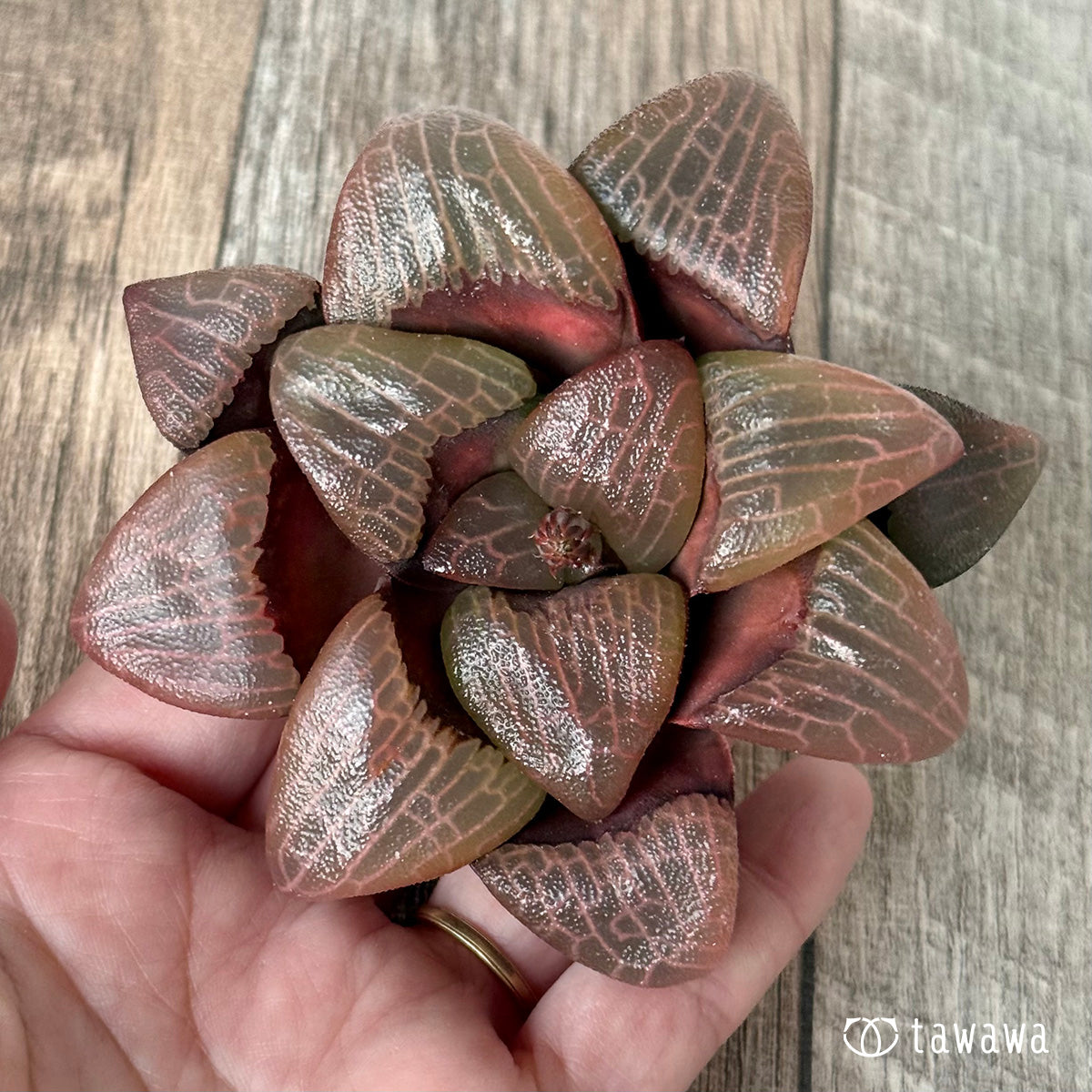 New Arrivals: Ice Green