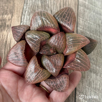 New Arrivals: Ice Green