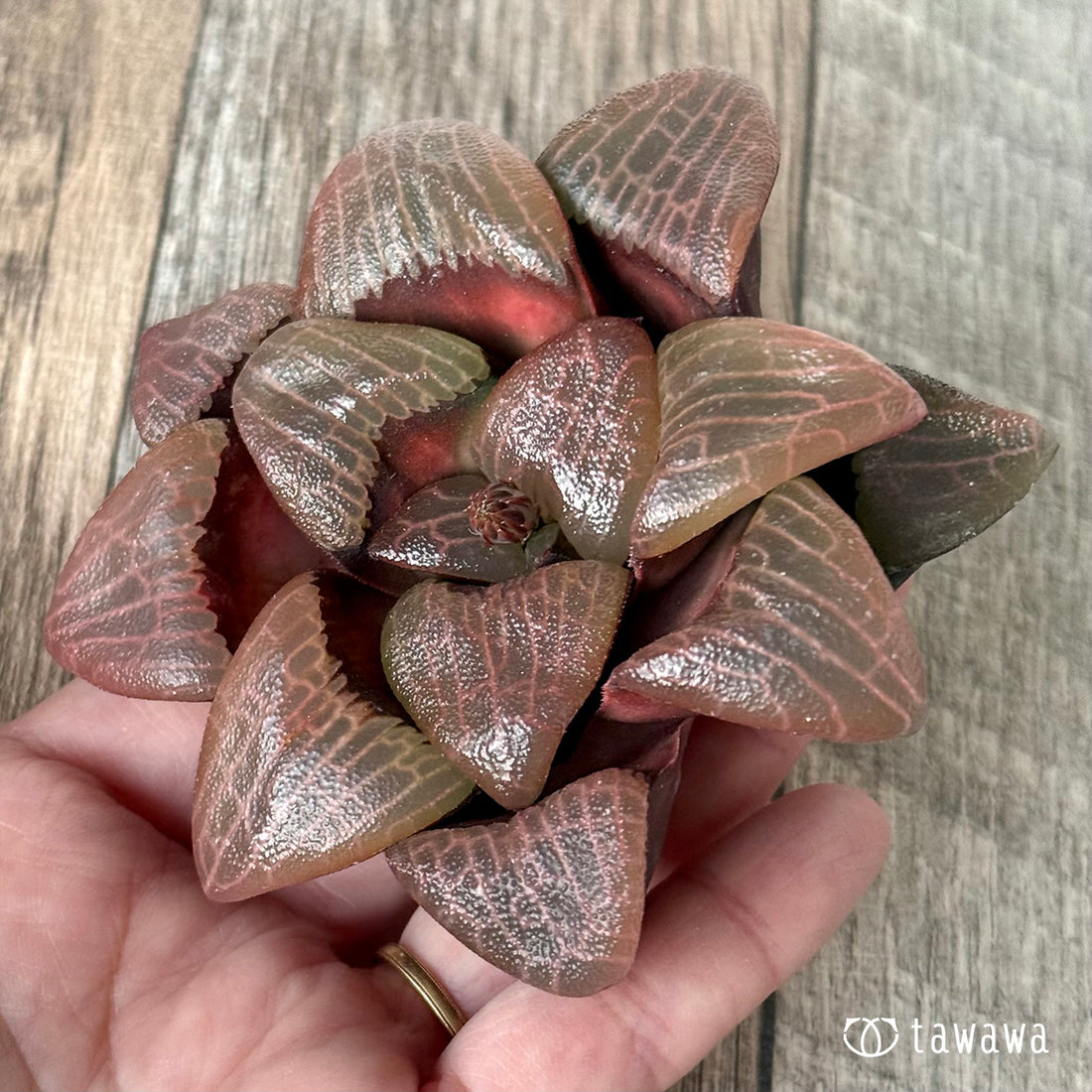 New Arrivals: Ice Green