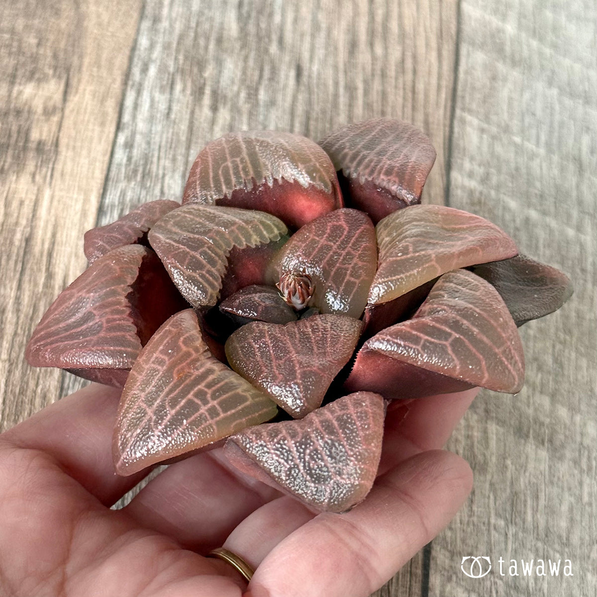 New Arrivals: Ice Green