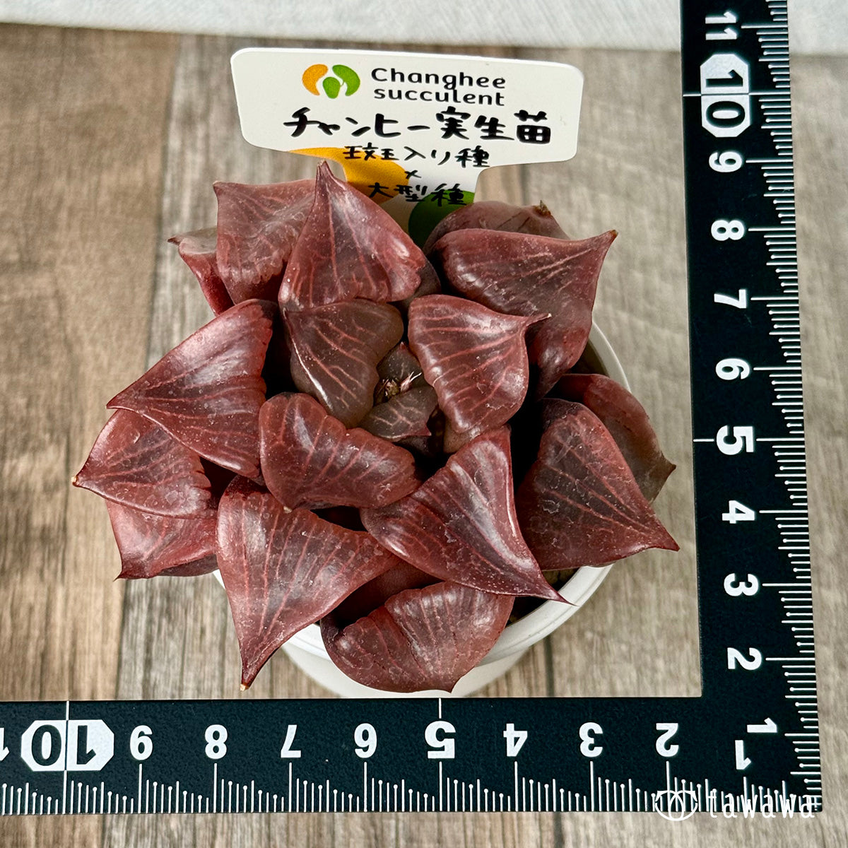 New Arrivals: Ice Green