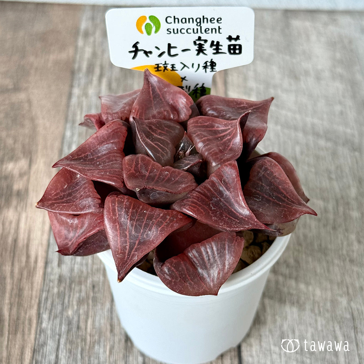チャンヒー実生苗（斑入り種×大型種）①（チャンヒー農園苗）